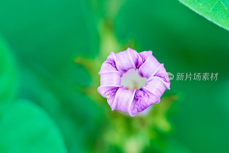 旋花“摩洛哥之美”花