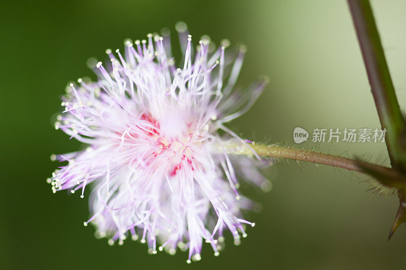 热带的野花