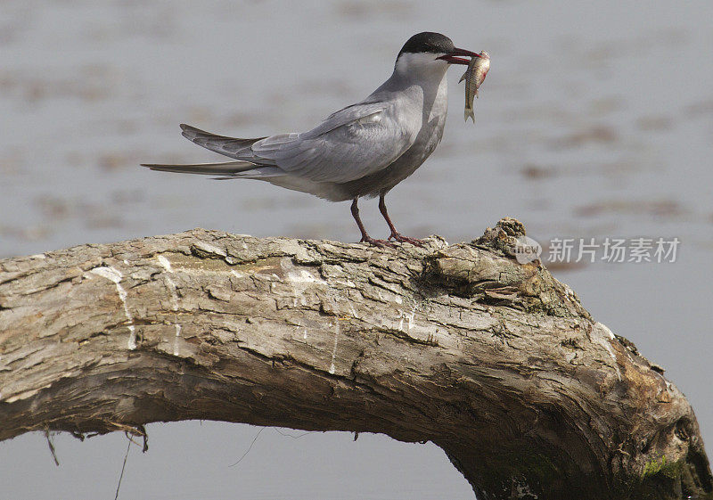 留胡须的燕鸥