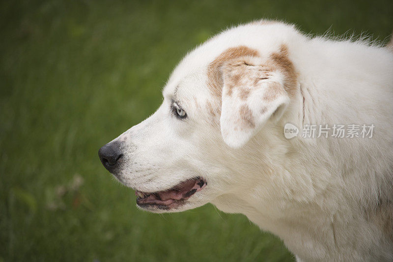 白狗，拉布拉多寻回犬和澳大利亚牧羊犬的杂交品种