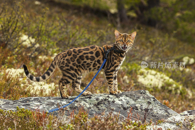 侧面的年轻的孟加拉猫在岩石上。