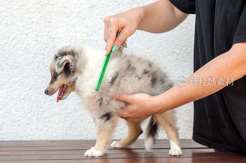 梳着设得兰牧羊犬的毛