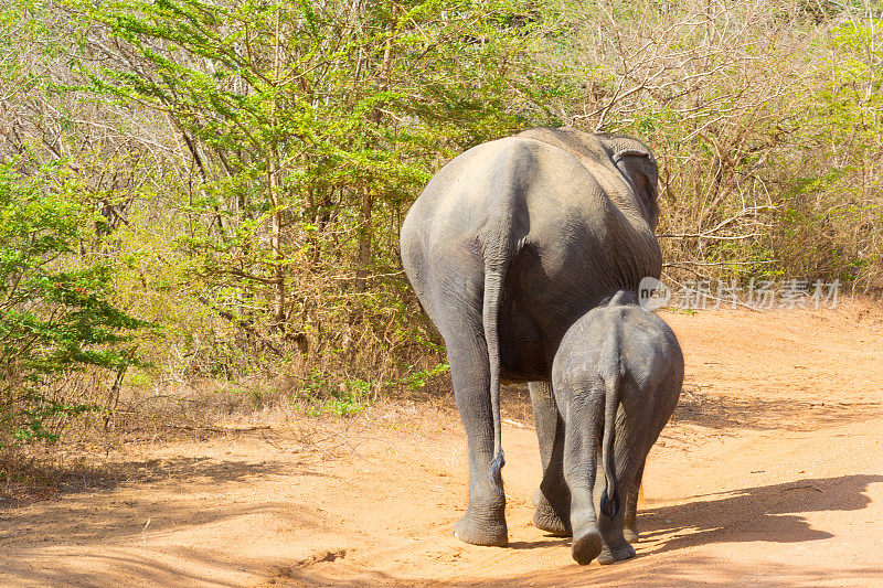 斯里兰卡亚拉国家公园的亚洲象