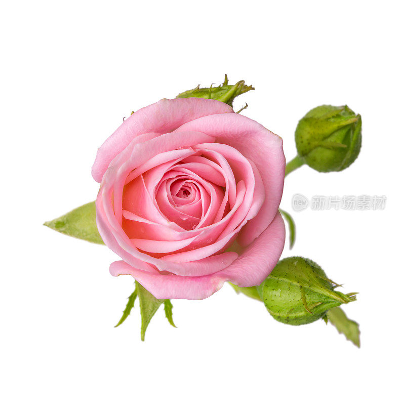 粉红色的玫瑰，花蕾孤立在白色背景上。