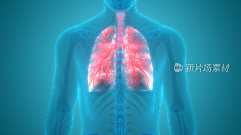 人体器官(肺解剖)后视图