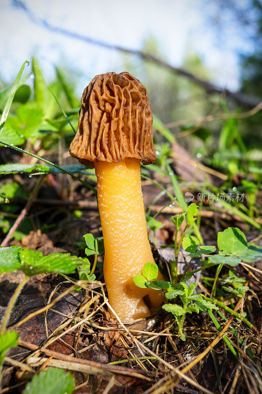 黑羊肚菌，可食用的森林蘑菇