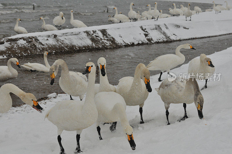 福岛县稻川湖大雪下的候鸟