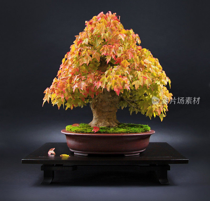 老枫木盆景在明亮的颜色在日本桌子上