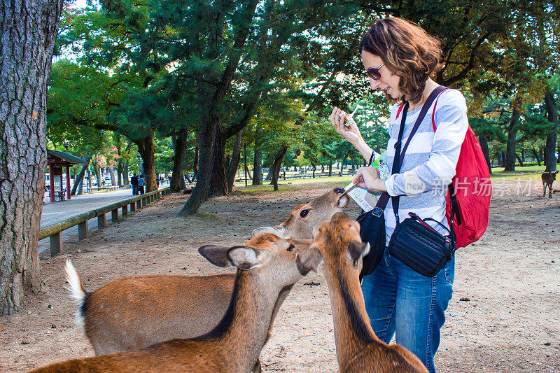 日本奈良，游客向梅花鹿提供饼干
