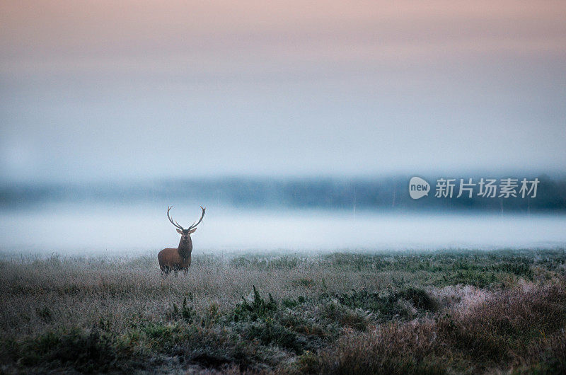 在白俄罗斯，有角的马鹿在雾蒙蒙的田野上。