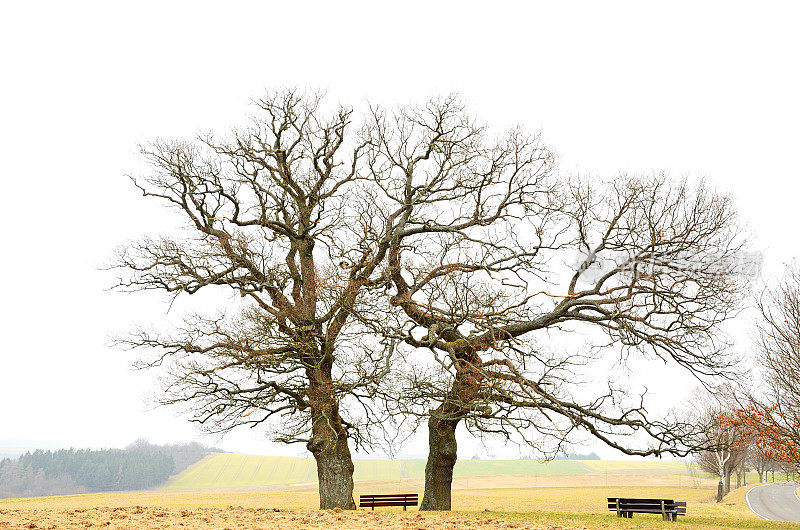 田野上和雾蒙蒙的长凳上一棵光秃秃的老橡树
