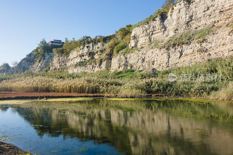 绿色植物在湖