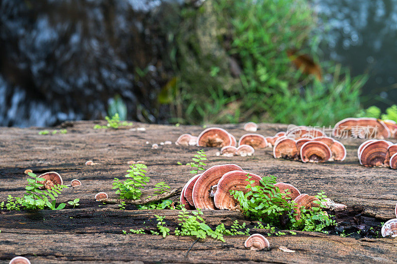 近距离拍摄的蘑菇上的木材