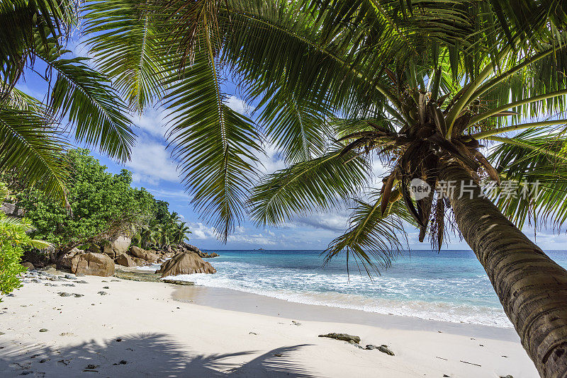 塞舌尔，拉迪戈，安斯帕塔茨天堂海滩上的棕榈树