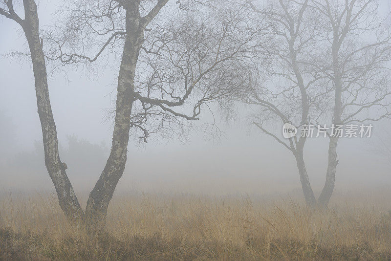 在一个多雾的日子里，森林地区多雾的荒原