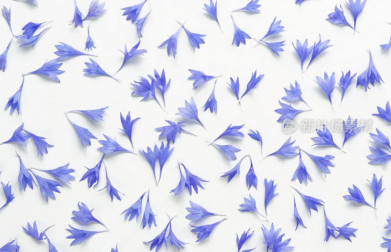 白色背景上的花束、矢车菊。