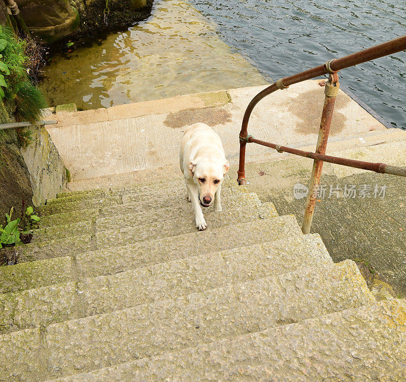 拉布拉多寻回犬爬楼梯