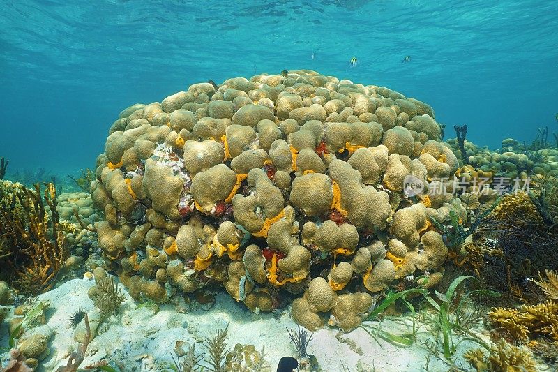 水下有浅瓣星珊瑚的加勒比海珊瑚礁