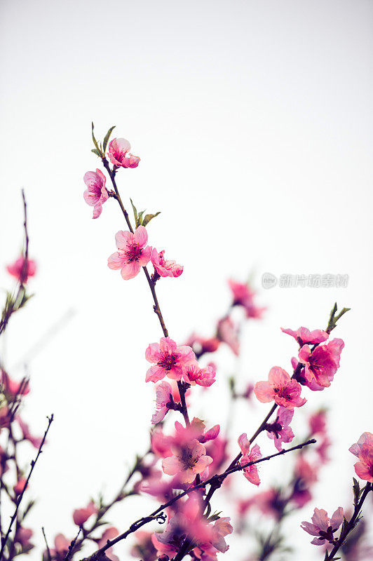 盛开的樱花树枝