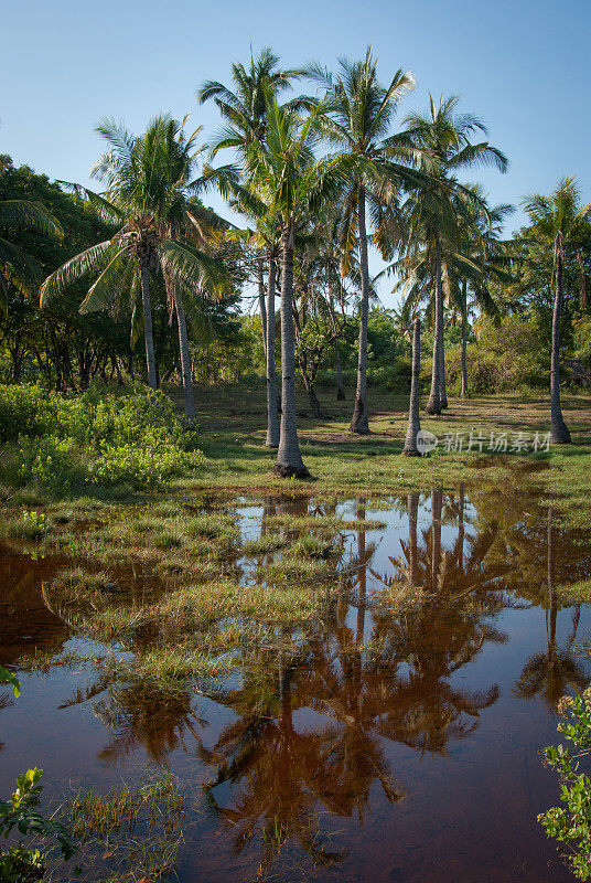印度尼西亚吉利群岛上的棕榈树