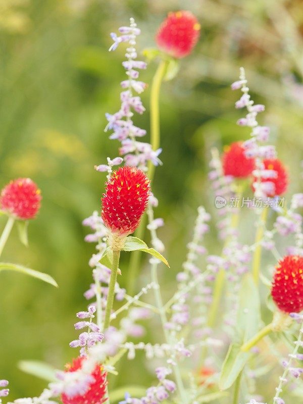 红色开花植物特写镜头