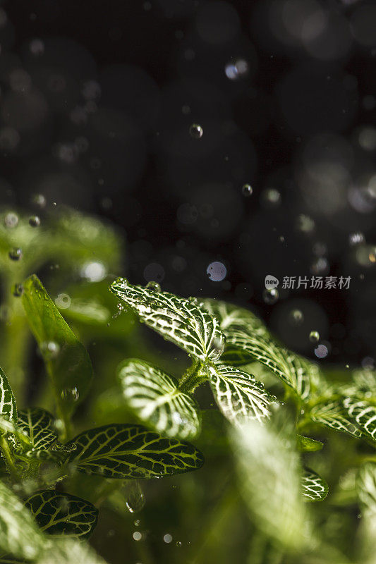 雨滴落在绿色植物上