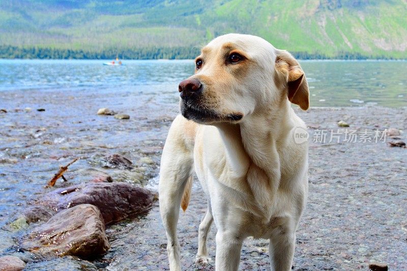 山区湖泊中的拉布拉多寻回犬