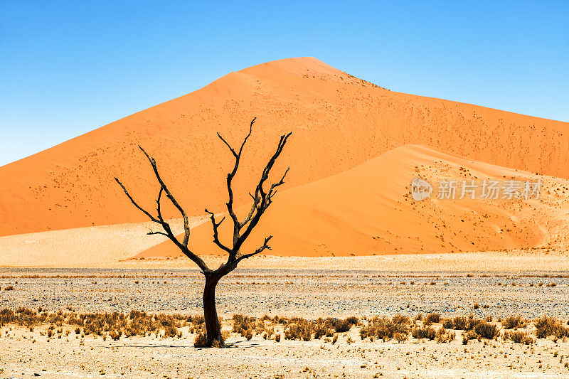 死树和沙丘，Sossusvlei，纳米比亚