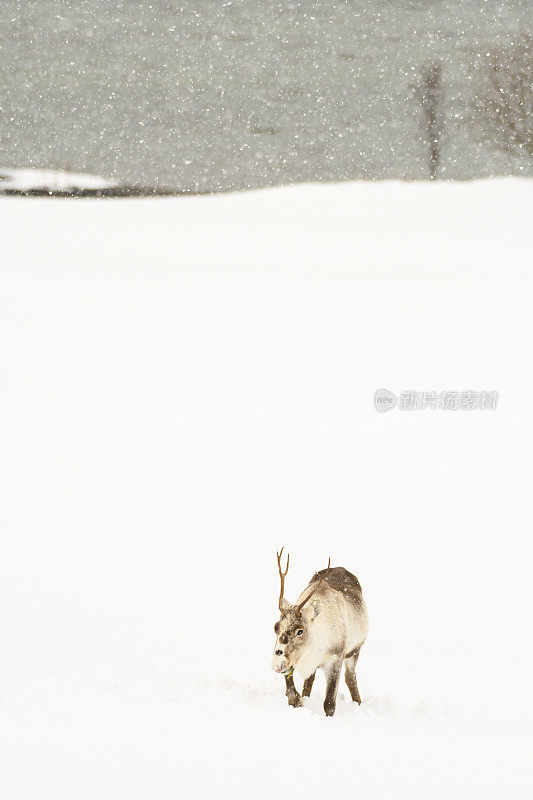 冬天，挪威北部的驯鹿在雪地里吃草