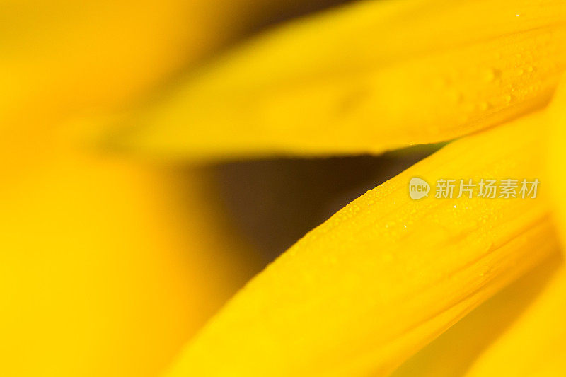 黄色向日葵花瓣的细节和水滴(向日葵)