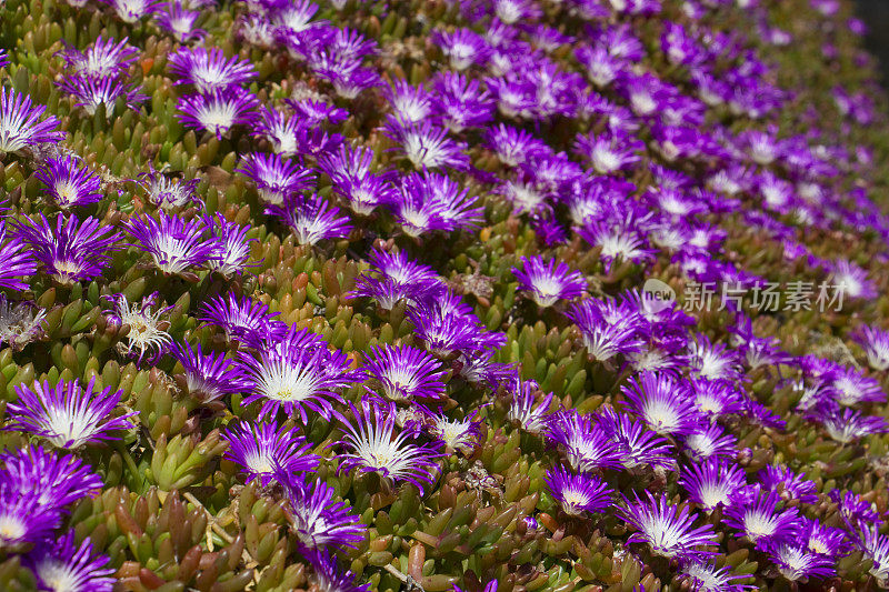 Delosperma