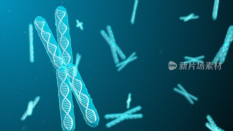 对人类基因组DNA生物化学的染色体遗传学研究