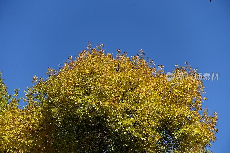 黄色的秋叶映衬着蓝色的天空