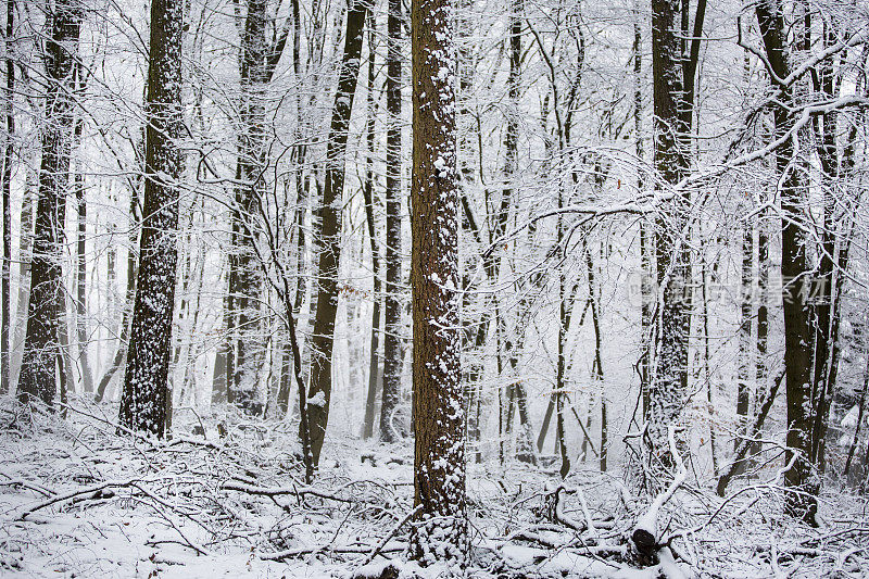 冬天的森林-白雪覆盖的树木