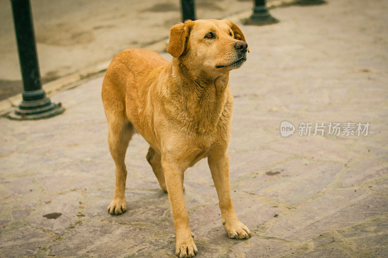 黄色拉布拉多寻回犬