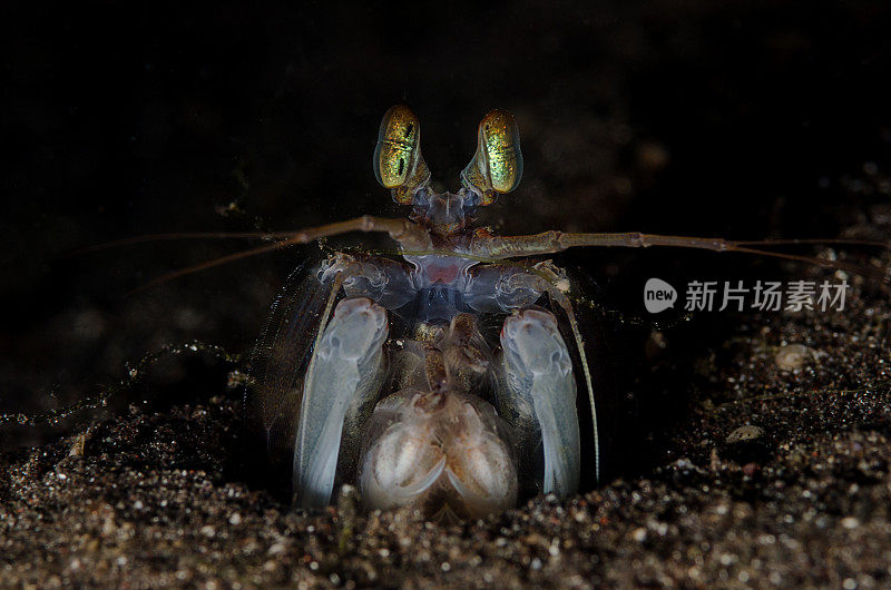 螳螂虾(存在)