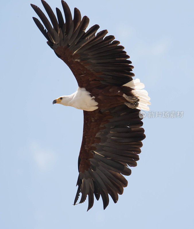 非洲Fish-eagle