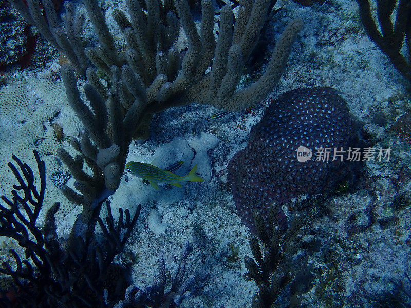 加勒比海珊瑚礁生物