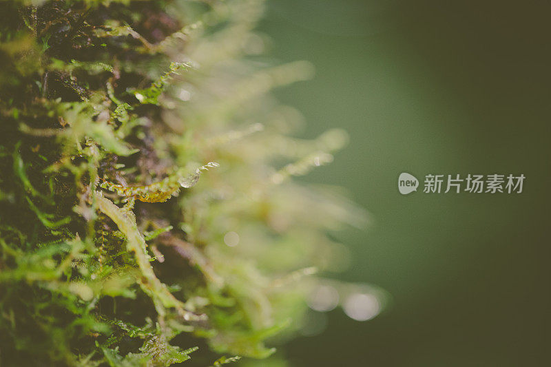 热带雨林植被，Tenorio火山地区，哥斯达黎加