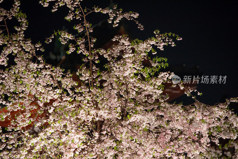 樱花在夜晚盛开