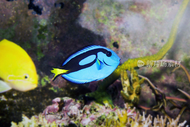 多莉是全世界的，蓝河马汤是水族馆的