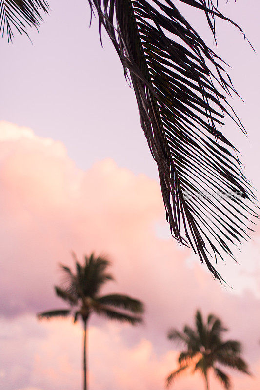 粉色棕榈滩