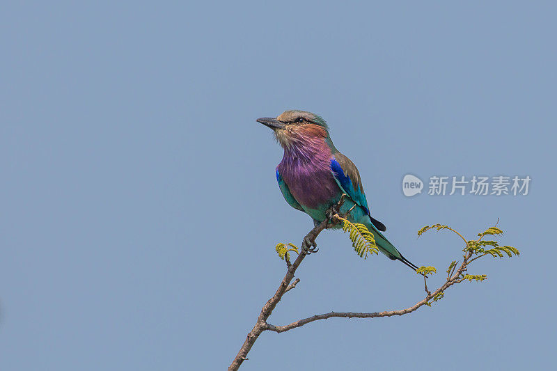 丁香花胸滚筒鸟