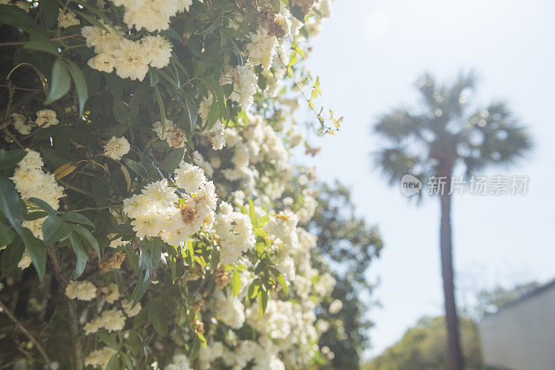 查尔斯顿春天的花与棕榈树的背景南卡罗莱纳州