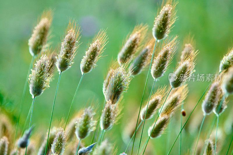 野外开花植物特写