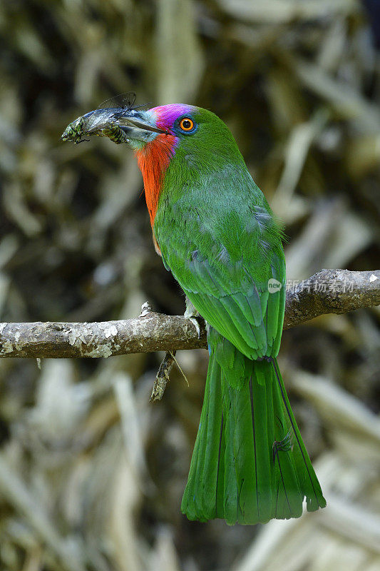 红胡子蜂食鸟(夜莺)，美丽鲜艳的绿色鸟，有红色的胡子和长喙，啄食昆虫并栖息在自然界的树枝上