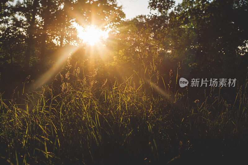 夏日里，野草在明亮的阳光下生长