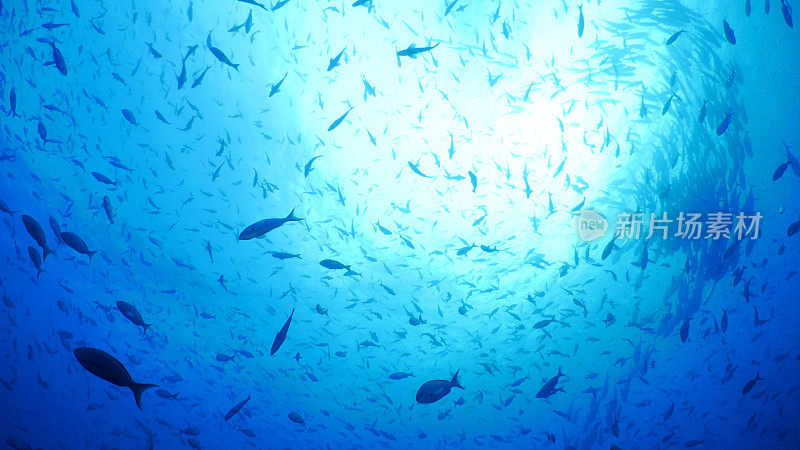 达尔文岛，大群的鱼在海底游泳