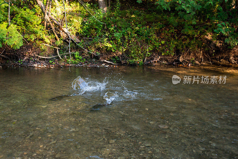 两只鲑鱼在加拿大安大略省的小溪中溅起水花