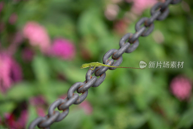 花园里的变色龙